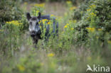 Wild Boar (Sus scrofa)