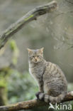 Wilde kat (Felis silvestris)