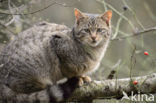 Wilde kat (Felis silvestris)