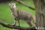 Wilde kat (Felis silvestris)