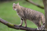 Wilde kat (Felis silvestris)