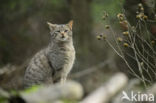 Wilde kat (Felis silvestris)