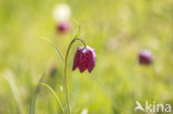 Wilde kievitsbloem (Fritillaria meleagris)