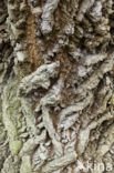 White Poplar (Populus alba)