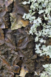 White Poplar (Populus alba)