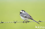 Witte Kwikstaart (Motacilla alba)