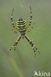 wasp spider (Argiope bruennichii)