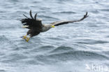 Zeearend (Haliaeetus albicilla)