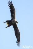 Zeearend (Haliaeetus albicilla)