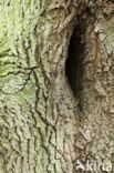 Common Oak