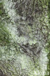 Common Oak