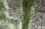 Common Oak