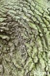 Common Oak