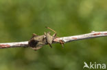 squashbug (Coreus marginatus)