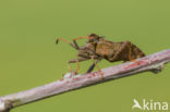 squashbug (Coreus marginatus)