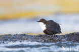 Black-bellied Dipper (Cinclus cinclus cinclus)