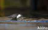 Black-bellied Dipper (Cinclus cinclus cinclus)