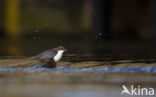 Zwartbuikwaterspreeuw (Cinclus cinclus cinclus)