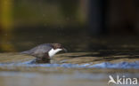 Black-bellied Dipper (Cinclus cinclus cinclus)