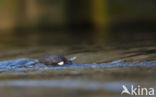 Black-bellied Dipper (Cinclus cinclus cinclus)