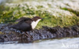 Zwartbuikwaterspreeuw (Cinclus cinclus cinclus)