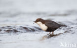 Zwartbuikwaterspreeuw (Cinclus cinclus cinclus)