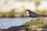 Zwartbuikwaterspreeuw (Cinclus cinclus cinclus)