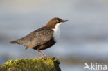 Black-bellied Dipper (Cinclus cinclus cinclus)