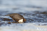 Zwartbuikwaterspreeuw (Cinclus cinclus cinclus)