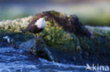 Black-bellied Dipper (Cinclus cinclus cinclus)