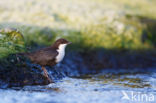 Black-bellied Dipper (Cinclus cinclus cinclus)