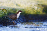 Black-bellied Dipper (Cinclus cinclus cinclus)