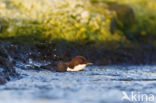 Black-bellied Dipper (Cinclus cinclus cinclus)