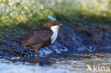 Black-bellied Dipper (Cinclus cinclus cinclus)