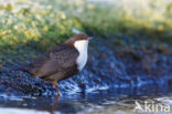 Zwartbuikwaterspreeuw (Cinclus cinclus cinclus)