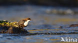 Black-bellied Dipper (Cinclus cinclus cinclus)