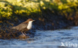 Zwartbuikwaterspreeuw (Cinclus cinclus cinclus)