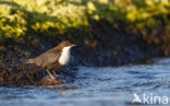 Black-bellied Dipper (Cinclus cinclus cinclus)