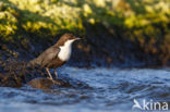 Black-bellied Dipper (Cinclus cinclus cinclus)