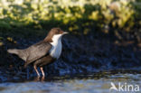 Zwartbuikwaterspreeuw (Cinclus cinclus cinclus)