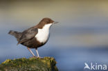 Zwartbuikwaterspreeuw (Cinclus cinclus cinclus)