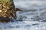 Black-bellied Dipper (Cinclus cinclus cinclus)