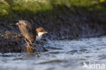 Black-bellied Dipper (Cinclus cinclus cinclus)