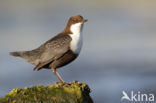 Black-bellied Dipper (Cinclus cinclus cinclus)