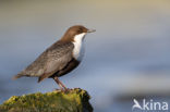 Black-bellied Dipper (Cinclus cinclus cinclus)