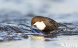 Zwartbuikwaterspreeuw (Cinclus cinclus cinclus)