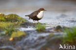 Zwartbuikwaterspreeuw (Cinclus cinclus cinclus)