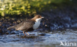 Black-bellied Dipper (Cinclus cinclus cinclus)