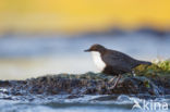 Zwartbuikwaterspreeuw (Cinclus cinclus cinclus)