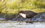 Zwartbuikwaterspreeuw (Cinclus cinclus cinclus)